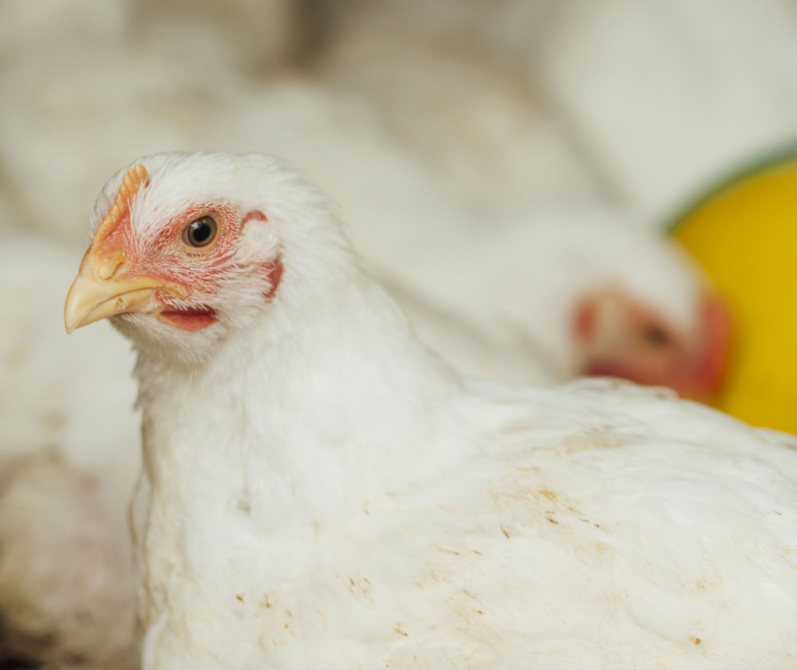 Tecnocontrol Automatización Avícola