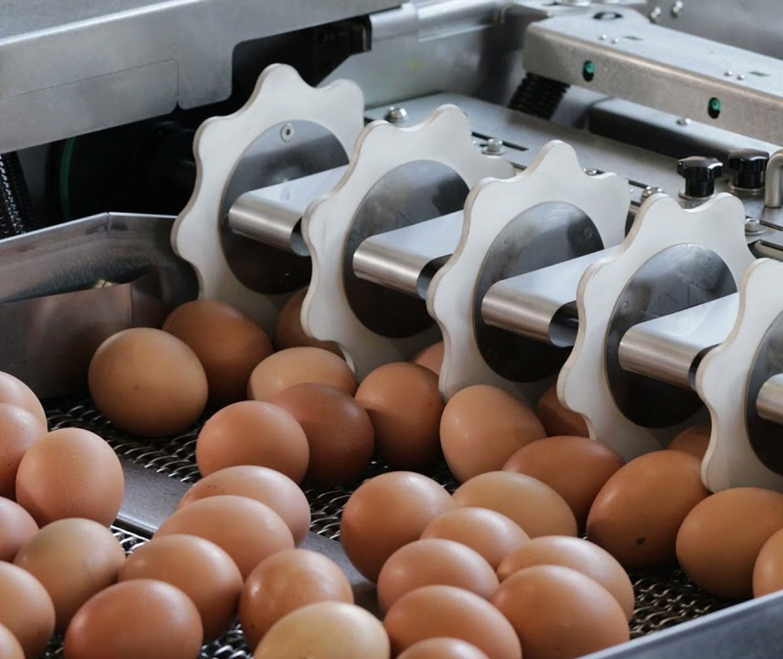 Tecnocontrol Automatización Avícola